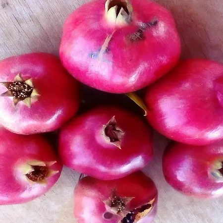 Casa Brito, By Algarveblossom *