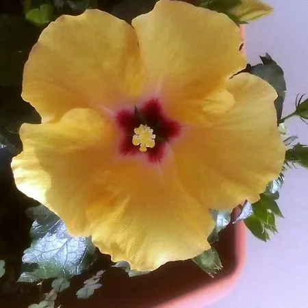 Casa Brito, By Algarveblossom Apartman *