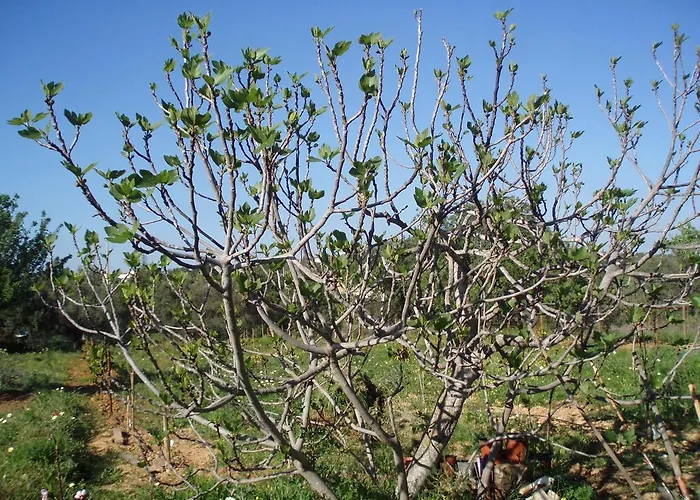 Casa Brito, By Algarveblossom Apartmán